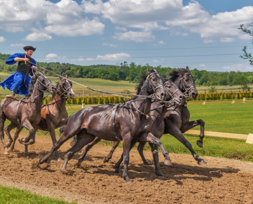 Horse Racing